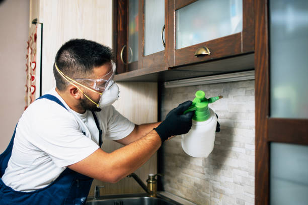 Best Flea Control Services  in Spencer, IA