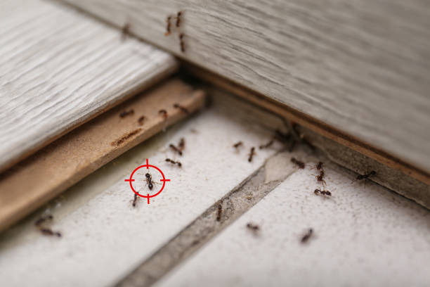Best Termite Control Services  in Spencer, IA