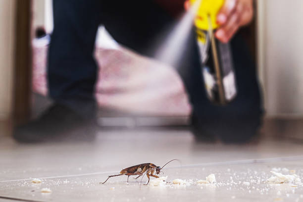 Best Wasp Removal Services  in Spencer, IA